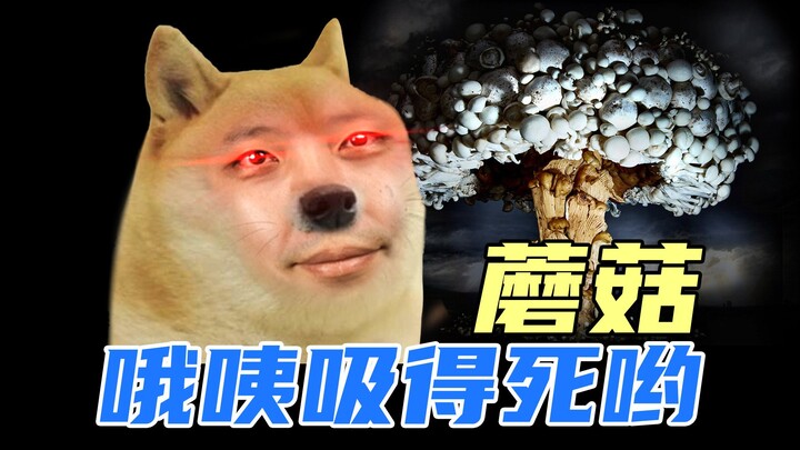 A Dog That Loves to Eat Mushrooms
