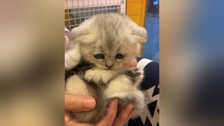 Hiền nhất nhà là em pettown cute mèo tiktoksuperpet kitten cat meoxinh hanoi