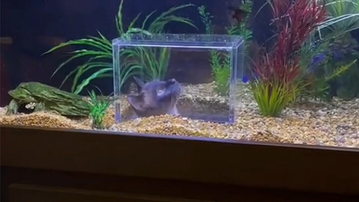 The little kitten seems to really like this new fish tank～
