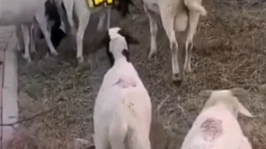 Girl and Sheep