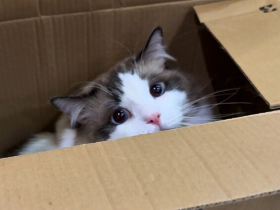 Collect "Second-Hand Cat"