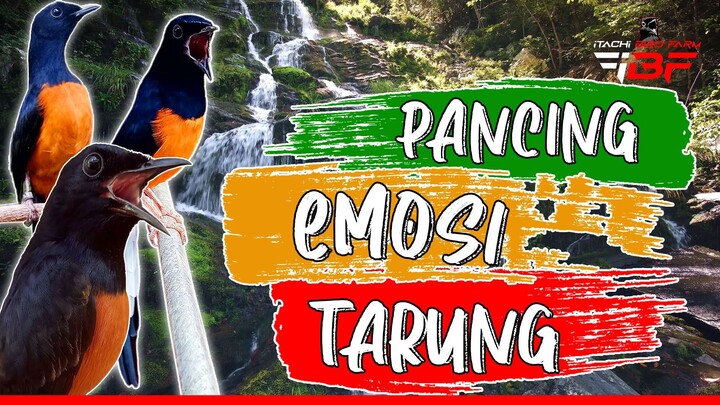 PANCINGAN MURAI BATU AGAR EMOSI TARUNG