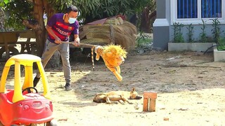 Sleeping dog funny video 2022, Big box vs prank real dog sleeping along the street in countryside