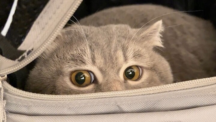 They won’t come out to hang with me now that I’ve moved, but whatever—I can just eat three meals a d