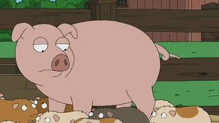 Chú heo con được gia nhập vào một nhóm chuột lang và trở thành ông chủ của chúng