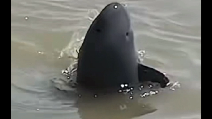 So chubby, looks just like a QQ sausage—so cute!