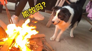 边牧见到火，二哈见到火，胆量差距一目了然！