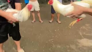 Orendain GameFarm broodcock kanawayon from AMAJ GameFarm