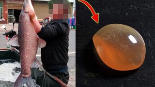 [الشيطان] قام شخص ما في الواقع بتلميع عظام السمك حتى أصبحت شفافة!