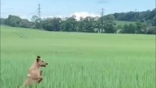أن تكون كلبًا ليس ممتعًا، فما الفرق بين ذلك وبين أن تكون إنسانًا!