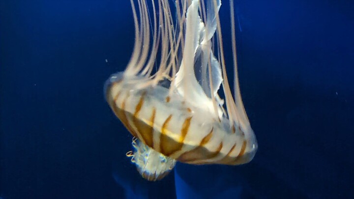 Deep sea Jellyfish