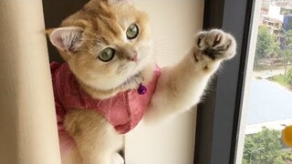 Funny - Cat - Con Mèo Dễ Thương Thích Chơi Điện Thoại