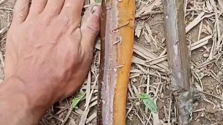 monster eel caught