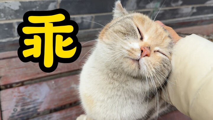 A Huge Wave of Cute Kitten Teasers!