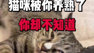 Ternyata kucing itu sudah jinak karena kamu pelihara, tapi kamu bahkan tidak menyadarinya?