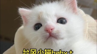 Little baby has taken a huge step in its feline life—finally eating proper cat food!