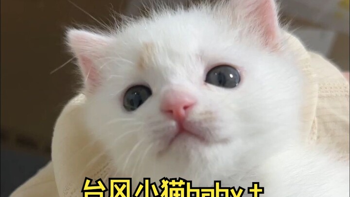 小baby迈出了猫生一大步，吃正儿八经的粮啦！