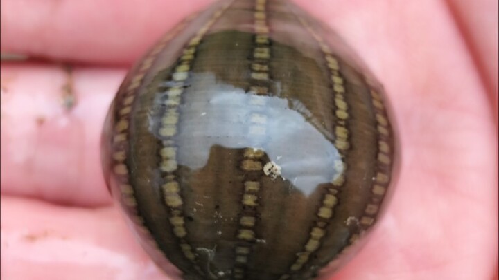 เกาลัดน้ำจืดที่เก็บจากธรรมชาติ