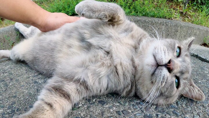 A chubby gray cat nonchalantly bared its belly to humans.