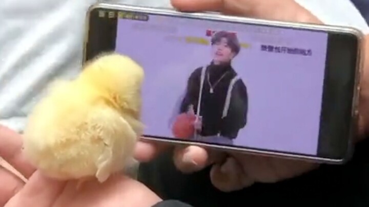 "Penghargaan Kelakuan Membingungkan Hewan❶❸"