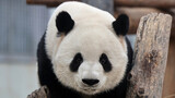 [Gấu trúc] Manh Lan biết dùng công cụ | 2022.1.7 ở Vườn thú Bắc Kinh