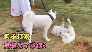 สุนัขม้วนตัวเพื่อจีบสุนัขตัวผู้