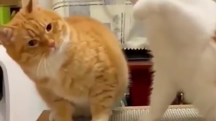 พวกคุณชอบฉันทีละคน หรือชอบทั้งหมดเลยล่ะ?