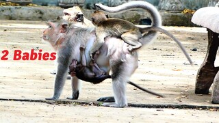 Wow Very Super Action!, Old Mama Barry Runs Full Speed To Hit The Bench With Two Babies Holding