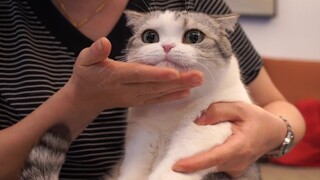 Ibu saya yang dulu tidak suka kucing datang melihat kucing itu dan memeluknya erat