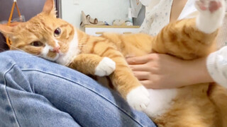 我宣布：蛋卷的肚肚是世界第一好rua！！！