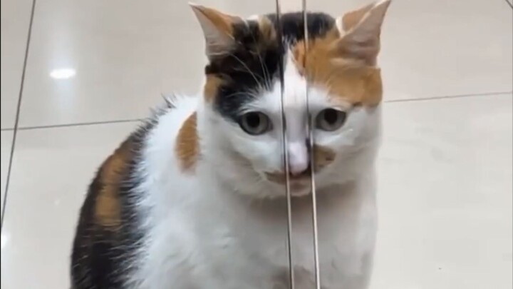 القطة: اترك شؤون القطة الصغيرة وشأنها!