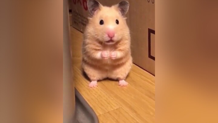 Một chiếc chuột sợ hãi😅 hamster pet funny foryou foryoupage NuCuoiBatNgo