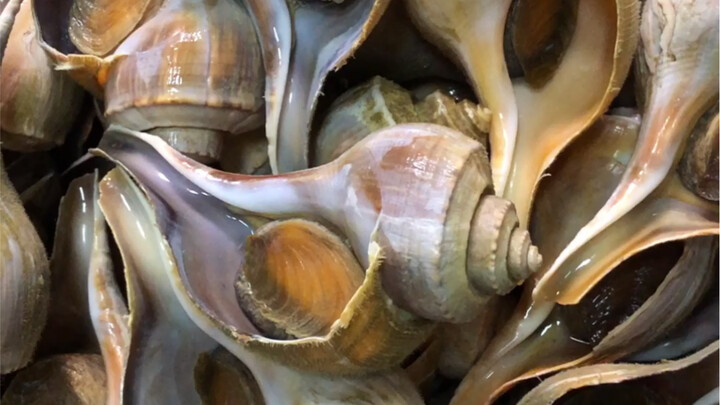 Satu setengah kilo siput berbunyi bikin aku sendiri nggak tega makan…