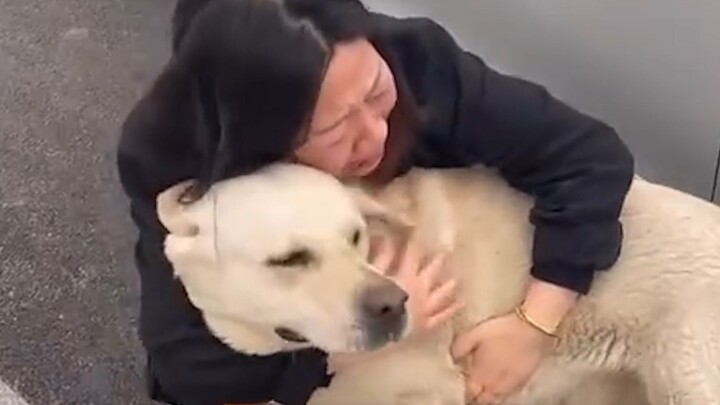 “This Is Probably Why People Keep Dogs”