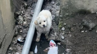 Everyone says it's hard to find a puppy, but I actually found a "hidden edition"!