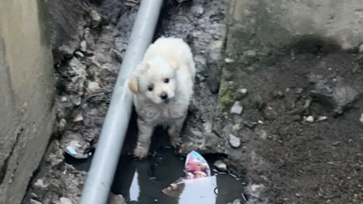 ทุกคนบอกว่าลูกสุนัขหายาก แต่ฉันกลับเก็บได้ "รุ่นลับ" เลย!