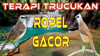 7800 Gambar Burung Trucukan Kartun HD