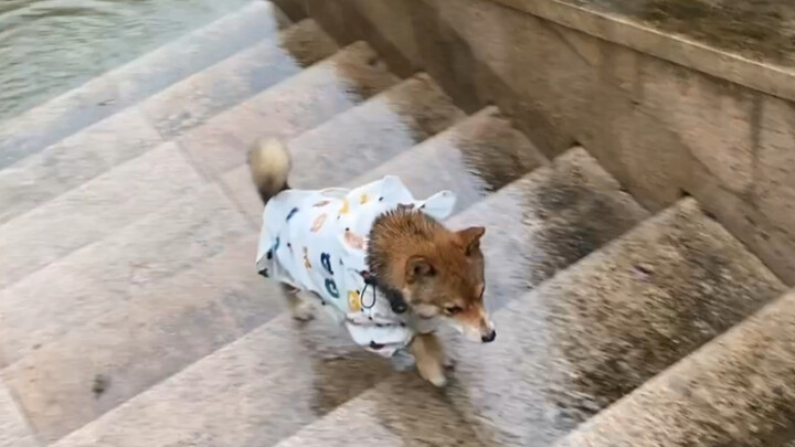 Anjing Shiba Tak Berani Lewati Genangan Air, Tingkat Kecerdasannya Bikin Tuan Menangis!