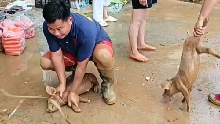 Is it safe to eat pigs after a flood?