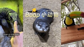 Boop 一下可爱的小动物们 👈