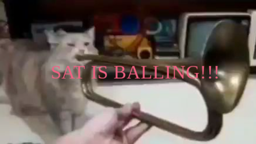 cat plays ballin