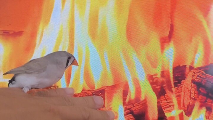 "Hold on tight" 🔥🐦#zebrafinch #campfire #cozynight #petbird #nature