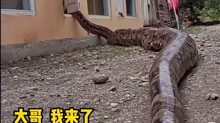 Little Spicy Strip: Can I come over to your place for a bit?