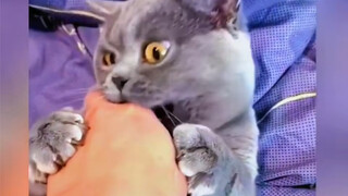 حساء منغبا يصبح أكثر خفوتًا وأخف.