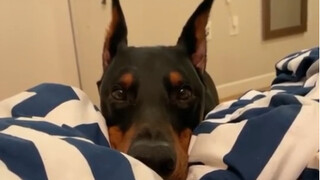 Have you ever seen such a tough Doberman who loves to act cute?