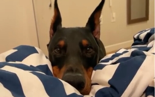 这么爱撒娇的杜宾猛男！你见过吗？