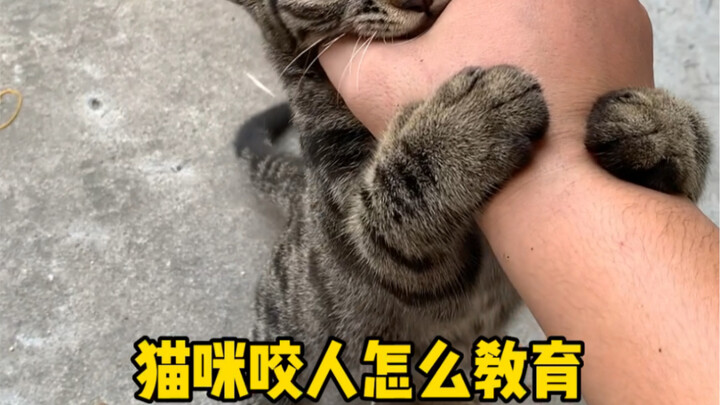 猫咪咬人怎么教育？