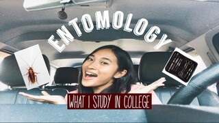 DISSECTING INSECTS | WHAT I STUDY IN COLLEGE