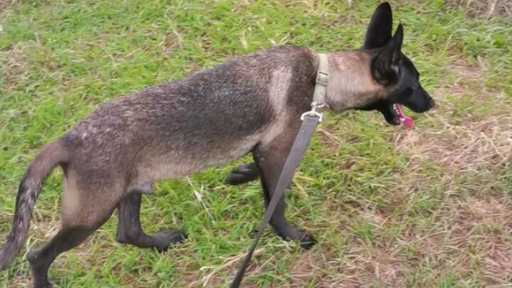 Belgian Malinois