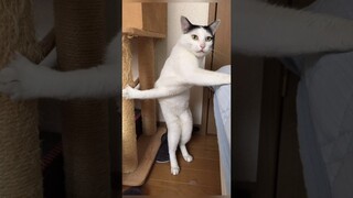 Funny animals 2023😆 - Funniest Cats and Dogs Video🐕🐈270 #shorts